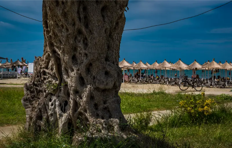 old olive tree beach golem near durres city albania high quality photo